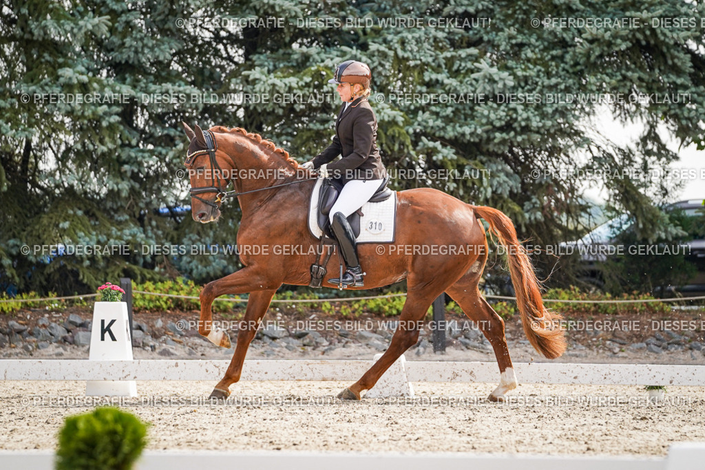 DSC07232 | Pferdegrafie