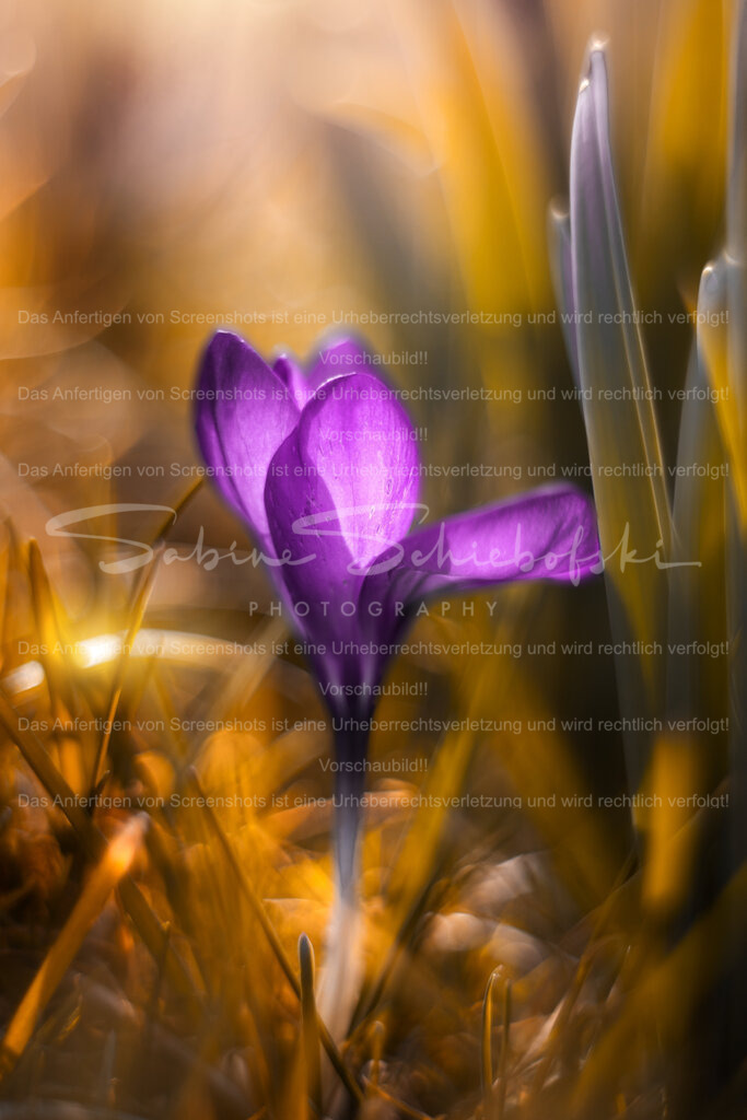 In der Frühlingssonne leuchtender Krokus  | People- und Tierfotografie, Imageaufnahmen, Veranstaltungsfotografie und Wandbilder aus der Natur ★ Made in Germany ✔️ Druck + Downloads ✔️ Naturfotografie in Top Qualität ★ schneller Versand, weltweite Lieferung! - Realisiert mit Pictrs.com