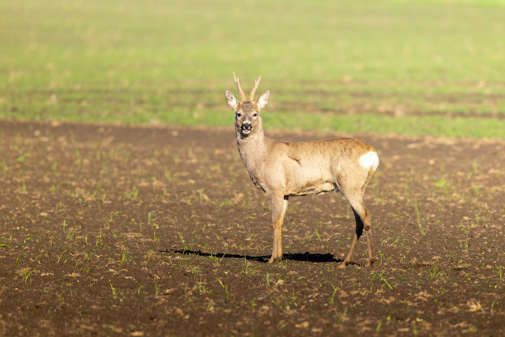 Das Reh | Das Reh (Capreolus capreolus) ist die häufigste und zugleich kleinste Hirschart in Europa und gilt als die am weitesten verbreitete Schalenwildart. Es gehört zur Familie der Hirsche (Cervidae) und bildet zusammen mit Elch und Rentier die Gruppe der Trughirsche. Man unterscheidet das Europäische Reh, das Sibirische Reh und das Mandschurische Reh. Die Tiere sind von graziler, schlanker Statur. Ein ausgewachsenes Reh erreicht eine Schulterhöhe von etwa 60 bis 80 Zentimetern und ein Gewicht zwischen 15 und 30 Kilogramm. Das Männchen wird als Rehbock, das Weibchen als Ricke oder Geiß bezeichnet. Die Jungen sind die Kitze. - Realisiert mit Pictrs.com