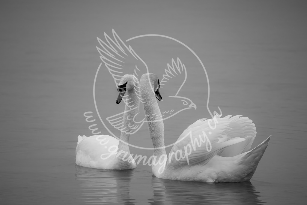 silent bond - mute swan_ switzerland_swx | Authentische Landschafts- & Wildtierfotografie aus der Schweiz. Hochwertige Wandbilder, Fine-Art-Prints und Wunschmotive nach Auftrag – sorgfältig entwickelt im Grumagraphy-Style