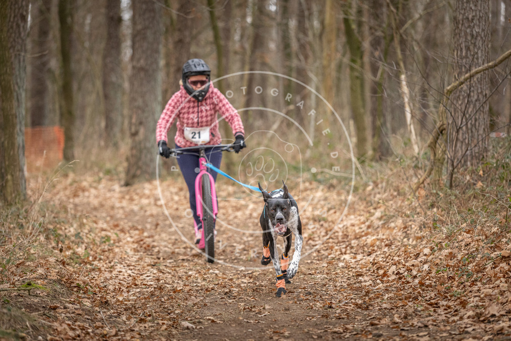 Pfotenfotografie_DV3A7507 | Hundefotografie, Tierfotograf, Pfotenfotografie, Fotoshooting Hund, Hunde Portrait, Hundesport, Hundeportraits, Heideshooting, Hunde, Sportfotograf, Hundefotograf, Turnierhundsport, THS,  - Realisiert mit Pictrs.com