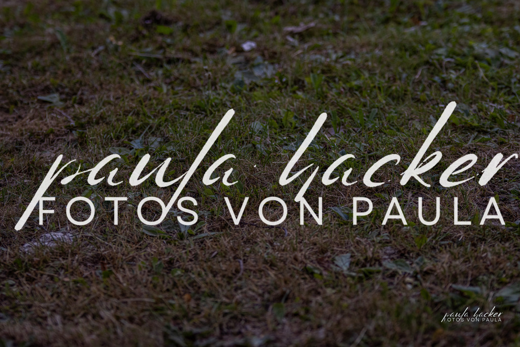 IMG_8254 | Erleben Sie dynamische Sport- und emotionale Tierfotografie in Süddeutschland mit Fotos von Paula. Spezialisiert auf Pferde- und Hundefotografie sowie Sportevents. Kontaktieren Sie mich für einzigartige und ausdrucksstarke Bilder Ihrer besonderen Momente.