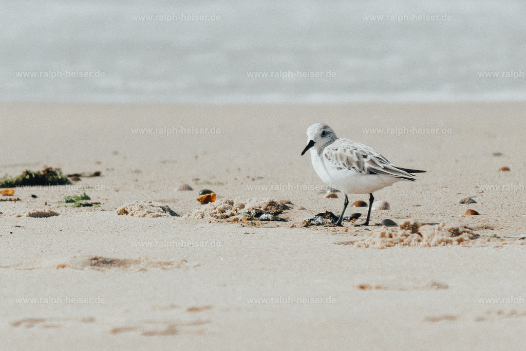 _MG_0811 | Wandbilder, Bilder, Fotograf in Marburg, Tierbilder, Wandfotos, Bilder Shop, Günstige Bilder, Schwarz-Weiß Bilder, Ralph Heiser