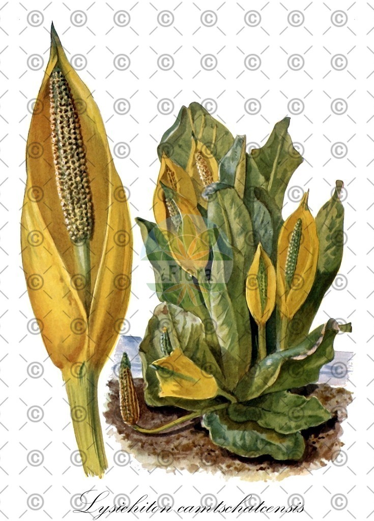 HistAbb_wfo-0000183564_1_ENZY_Simple | Historische Abbildung von Lysichiton camtschatcensis - Araceae (Weiße Scheinkalla) | Historical Illustration of Lysichiton camtschatcensis - Araceae