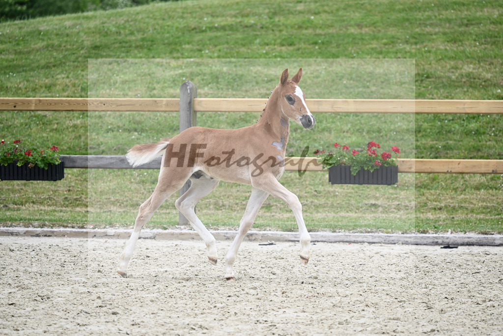 Kat-Nr. 54 HF D-Gold AT_Schober_17231272 | hf-fotografie - Realizzato con Pictrs.com