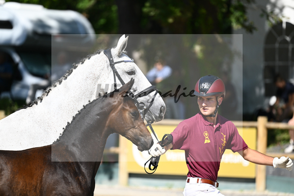 Praesentation Auktionsfohlen_36230181 | hf-fotografie - Realisiert mit Pictrs.com