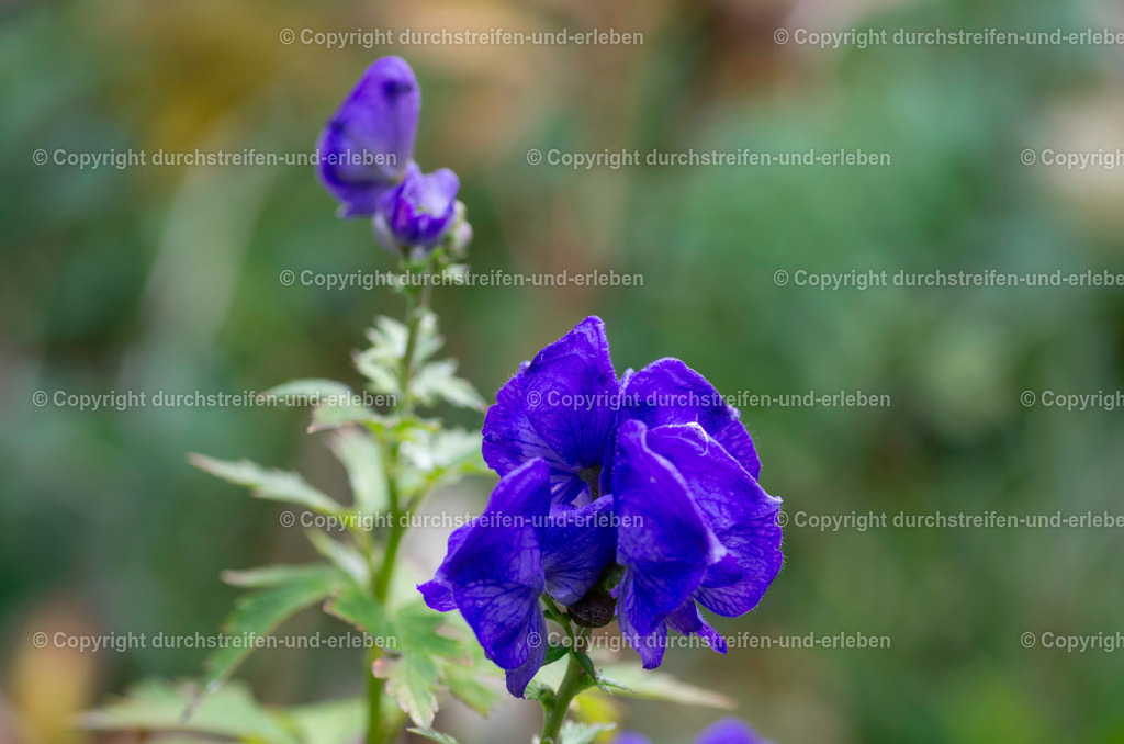 Herbsteisenhut (Aconitum carmichaelii) Anfang November. Carmichael's monkshood at the beginning of november. | Der Herbsteisenhut ist eine tödlich giftige Herbststaude, die im September und Oktober blüht. - Realisiert mit Pictrs.com