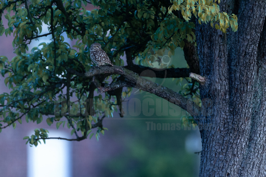 R5M27126_20260422 | Ein Steinkauz (Athene noctua) sitzt auf einem dicken, knorrigen Ast eines Baumes mit grünen Blättern. Der kleine Kauz mit dem braun-weiß gefleckten Gefieder und den gelben Augen beobachtet seine Umgebung. Der Hintergrund ist unscharf und in kühlen, dämmrigen Tönen gehalten. - Realisiert mit Pictrs.com