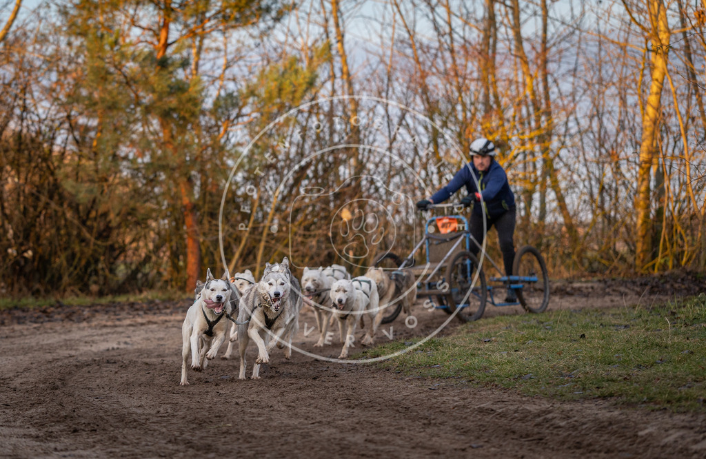 Pfotenfotografie_DV3A5902 | Hundefotografie, Tierfotograf, Pfotenfotografie, Fotoshooting Hund, Hunde Portrait, Hundesport, Hundeportraits, Heideshooting, Hunde, Sportfotograf, Hundefotograf, Turnierhundsport, THS,  - Realisiert mit Pictrs.com