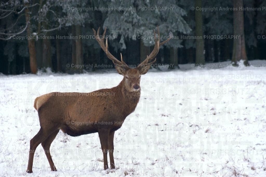 Hirsch im Schnee | Hirsch im Schnee - Realisiert mit Pictrs.com