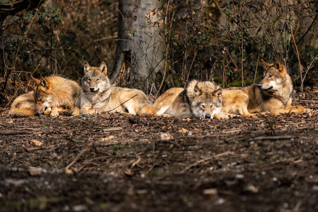 Wolfsrudel | Ein Wolfsrudel genießt das Beisammensein an einem frühen Herbstmorgen - Realisiert mit Pictrs.com