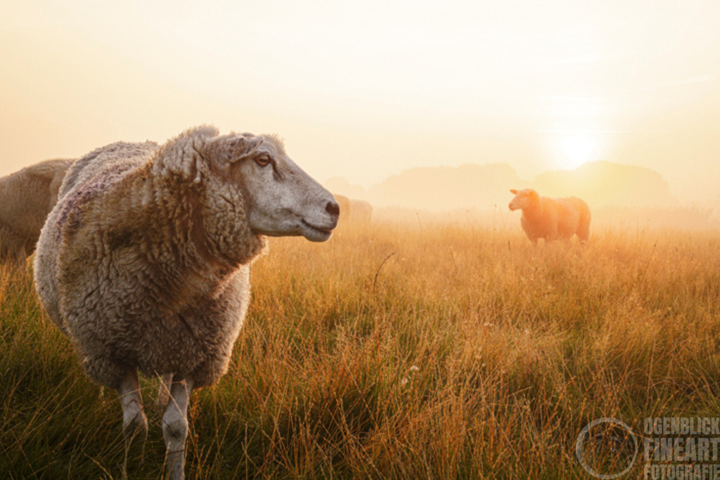 SR702342 | Björn Thiemann; Ogenblick.de; Fotografie; Photograph; Landscape, Pellworm, Schleswig-Holstein; Inselfotograf; Inselfotografien; Wattenmeer; National-Park; Naturschutzgebiet; Leuchtturm; Lighthouse; Leinwandbilder; Kalender; Pellworm Kalender;  - Realisiert mit Pictrs.com