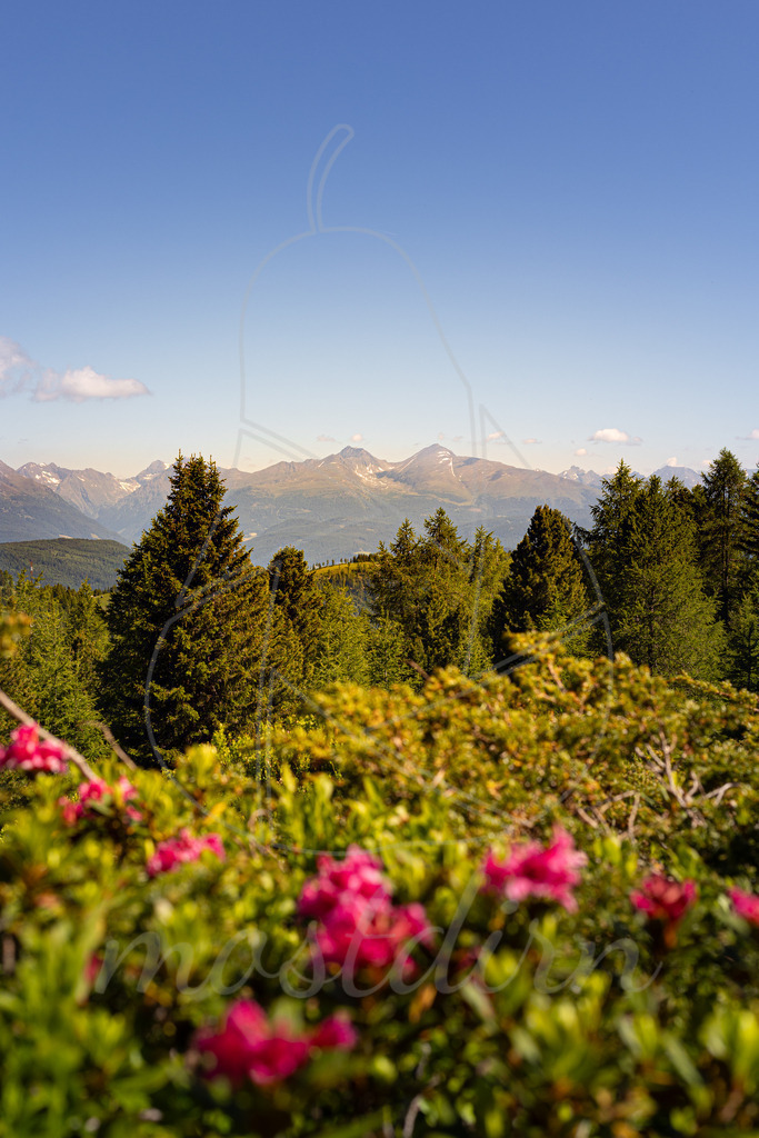 Almrausch und Preber  | Ihre Fotografin im Lungau, ihre Fotografin im Mostviertel, Wandbilder Onlineshop, Imagefotos für Ihr Unternehmen,  - Realisiert mit Pictrs.com
