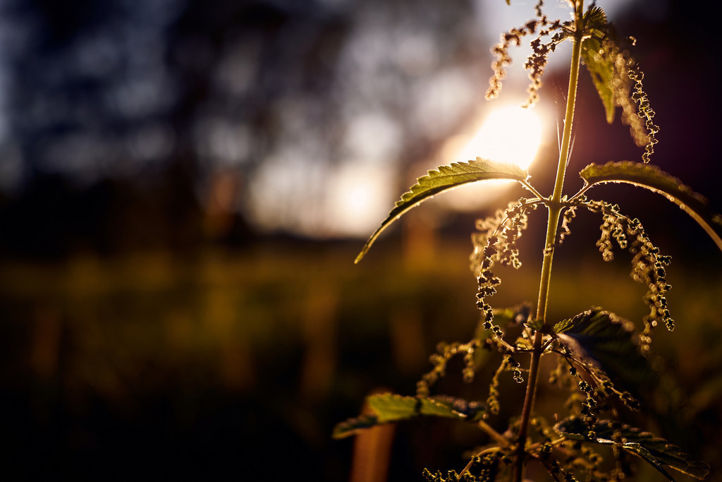 Brennnessel im Gegenlicht | Rauchwart, Austria - July 30, 2022: Brennnessel im Gegenlicht. - Realisiert mit Pictrs.com