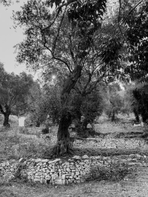 Olive Baum / Olea europaea, Olivia / Olive tree | Kreative Fotografie von Fotoloft-MaciejRusinek aus Frankfurt am Main. Große Motivauswahl in individuell ausgewählten Formaten auf unterschiedlichen Materialien. Bestellen bequem online.
Preise sind variable, je nach Material und Größe. 
 - Realisiert mit Pictrs.com