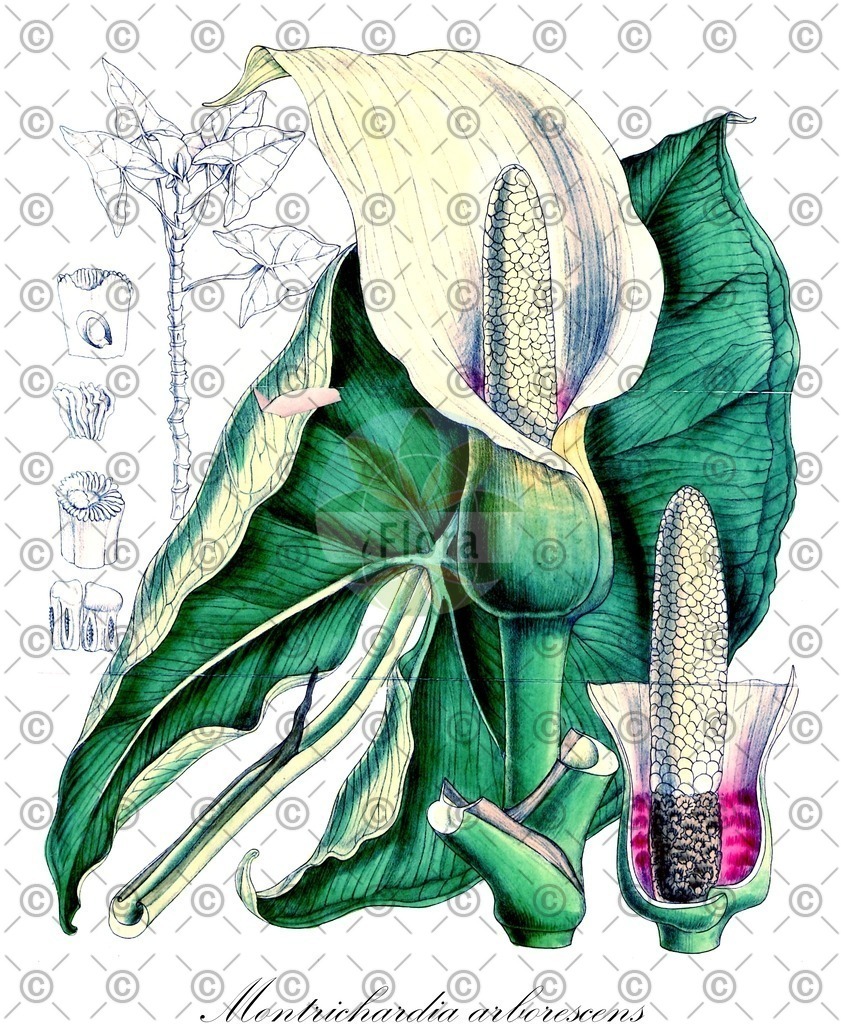 HistAbb_wfo-0000450966_1_ENZY_Simple | Historische Abbildung von Montrichardia arborescens - Araceae | Historical Illustration of Montrichardia arborescens - Araceae