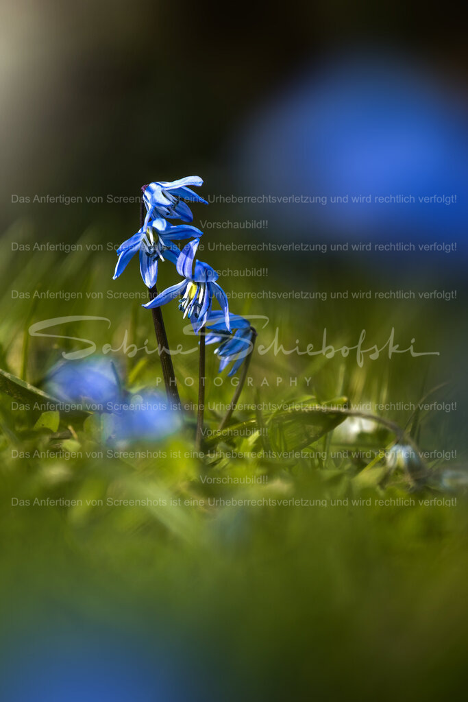 Frühling in Blau und Grün | People- und Tierfotografie, Imageaufnahmen, Veranstaltungsfotografie und Wandbilder aus der Natur ★ Made in Germany ✔️ Druck + Downloads ✔️ Naturfotografie in Top Qualität ★ schneller Versand, weltweite Lieferung! - Realisiert mit Pictrs.com