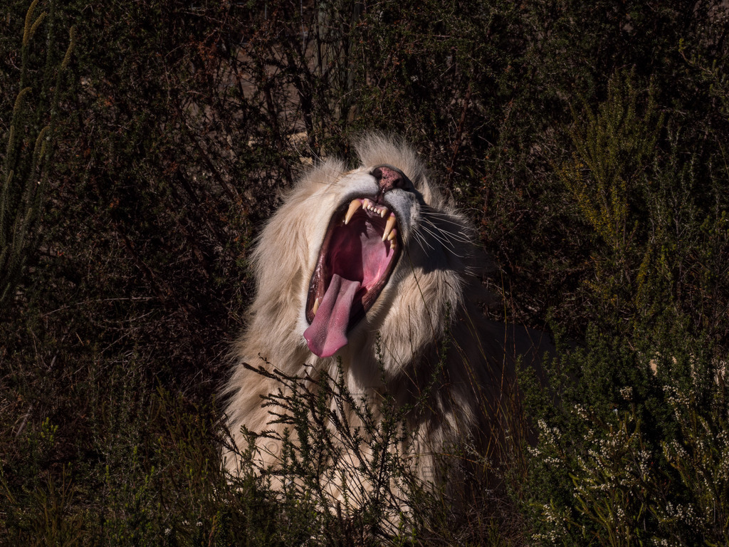 PANA3066-LR | Natur im Moment - Realisiert mit Pictrs.com