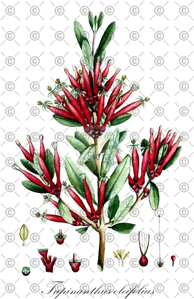 HistAbb_wfo-0000320855_1_ENZY_Simple | Historische Abbildung von Tapinanthus oleifolius - Loranthaceae | Historical Illustration of Tapinanthus oleifolius - Loranthaceae