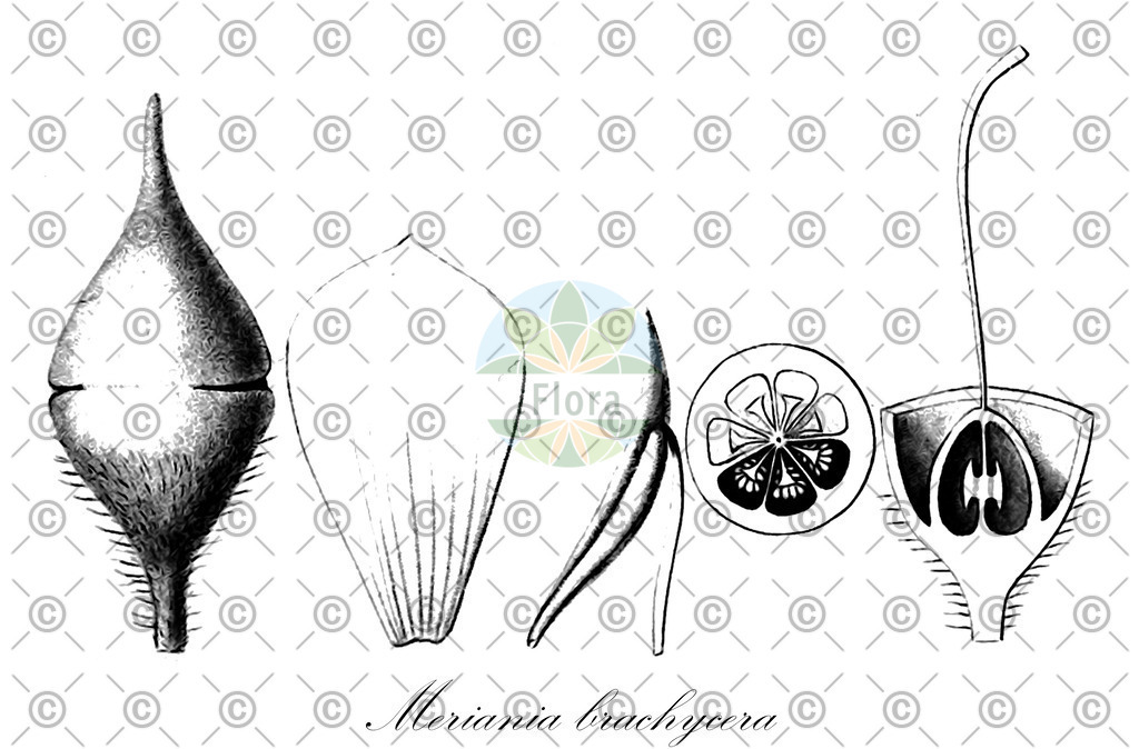HistAbb_wfo-0001079497_1_ENZY_Simple | Historische Abbildung von Meriania brachycera - Melastomataceae | Historical Illustration of Meriania brachycera - Melastomataceae