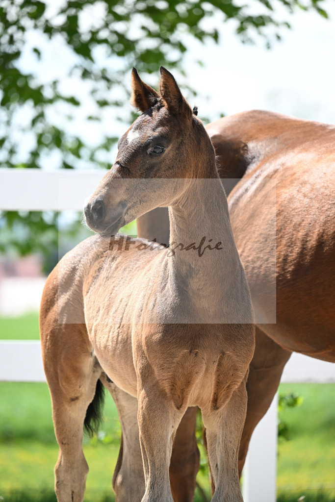 Element of Crime x Belissimo M_HF_Opitz_8250789 | hf-fotografie - Realisiert mit Pictrs.com