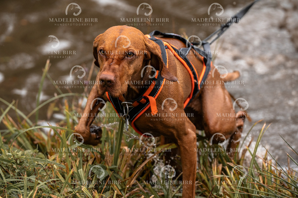 madeleinebirr-fotografie2025.campcanis.11-12Uhr-156 | hundefotografie-birr