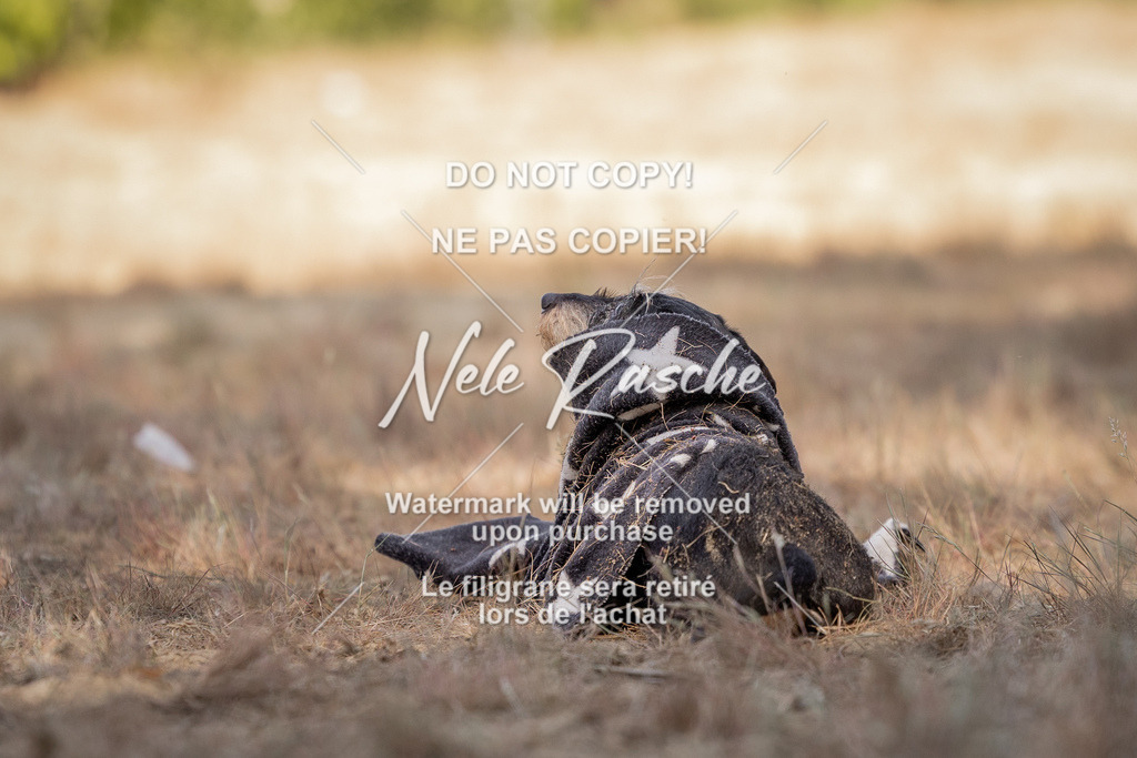 nelerasche_soDD2_30 | nelerasche