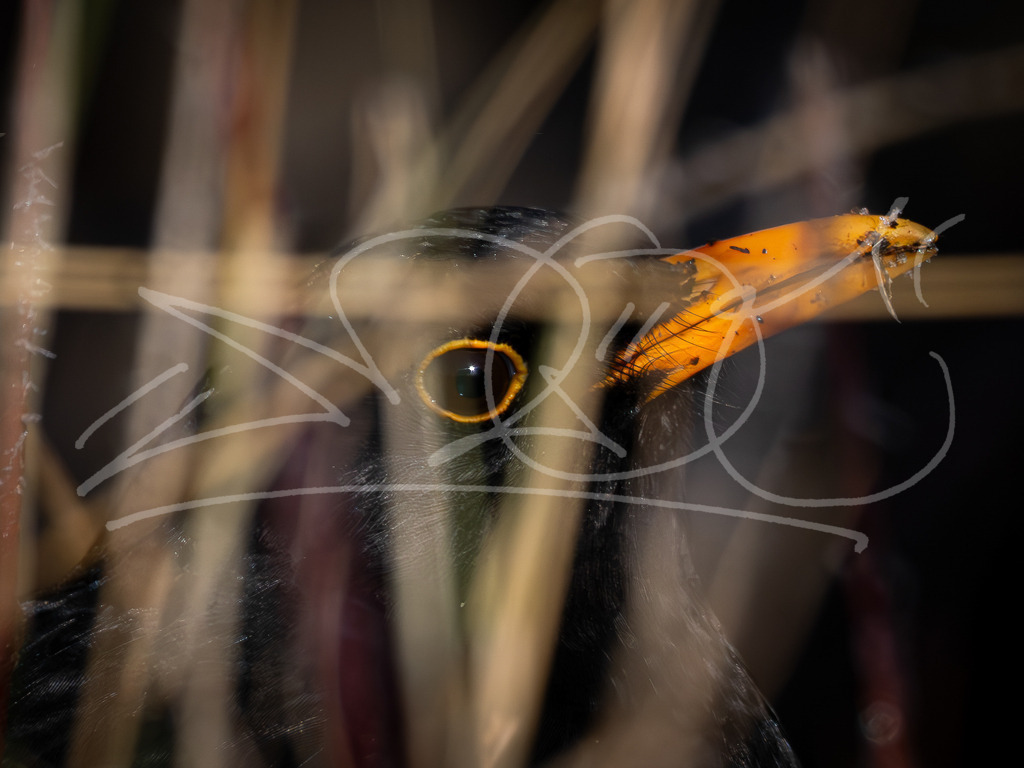 Nature is watching | Da spicket doch eine Amsel aus dem Gebüsch. - Realisiert mit Pictrs.com