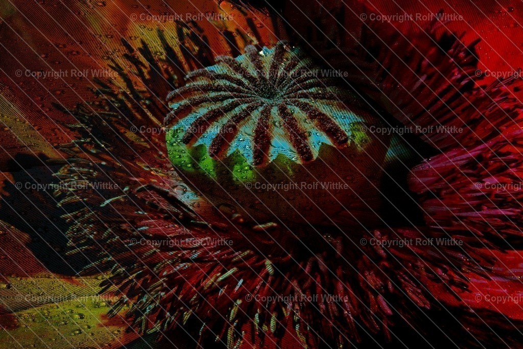 1D3A6205 | Rolf Wittke  - Realisiert mit Pictrs.com