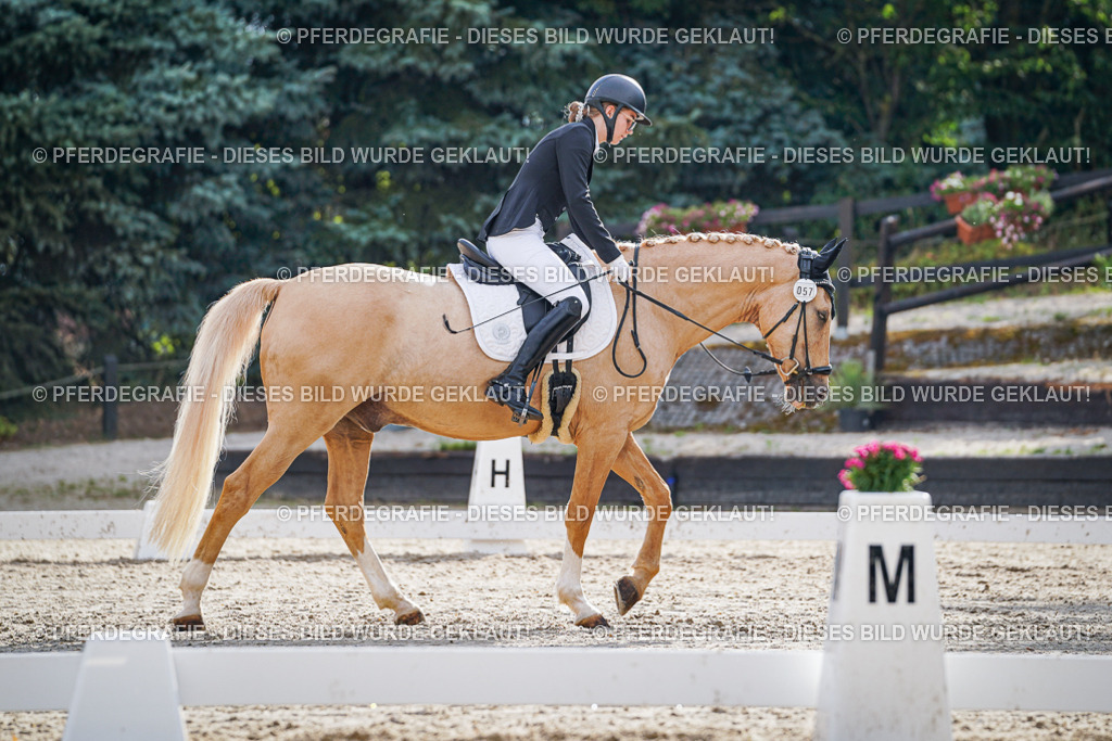 DSC00915 | Pferdegrafie