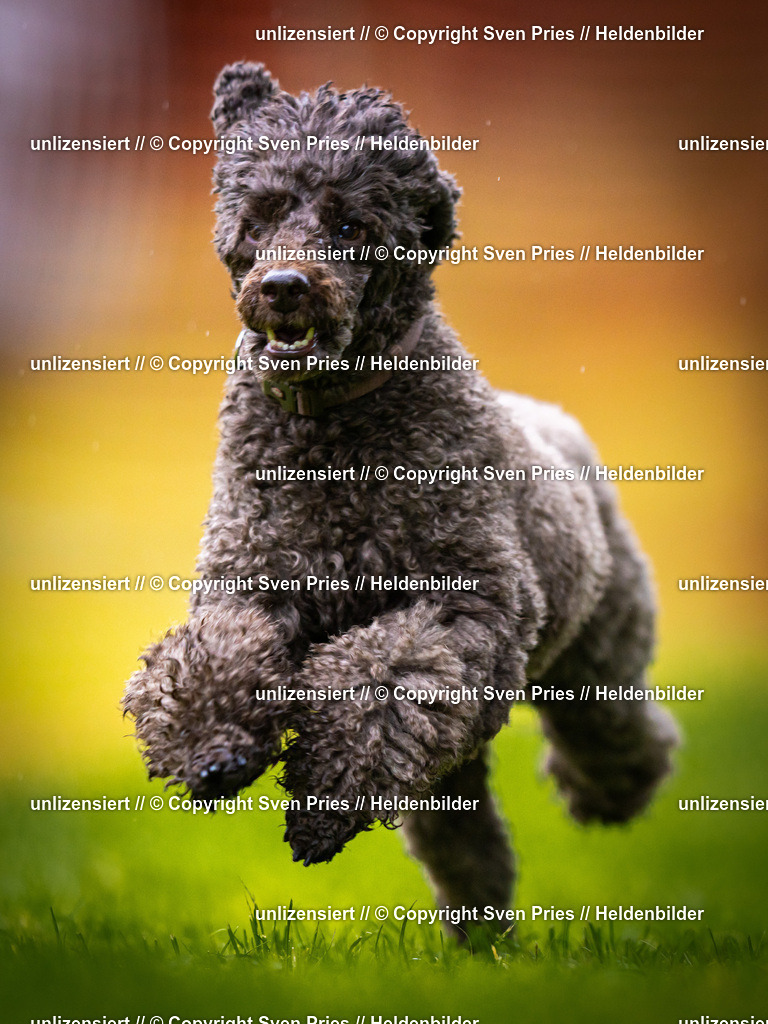 Sven Pries | 2025-09-21 - Hunderennen Baden-Oos - Realisiert mit Pictrs.com