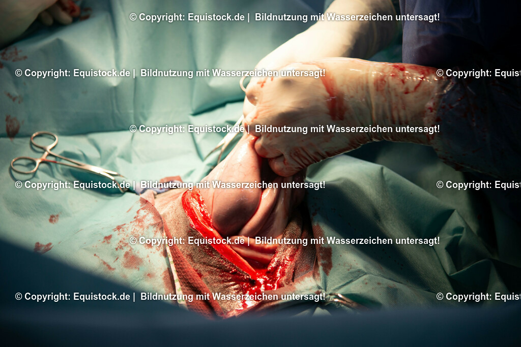 20191022_Kolik_OP_0033 | equistock