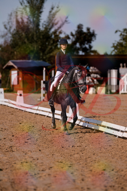 2026_10_03_Siefer-Hof_120026_Z81_02102351 | Professionelle Reitsport-, Turnier- und Eventfotografie von Robert Broda. Galerien mit ausgewählten und bearbeiteten Bildern direkt online ansehen und bestellen.
