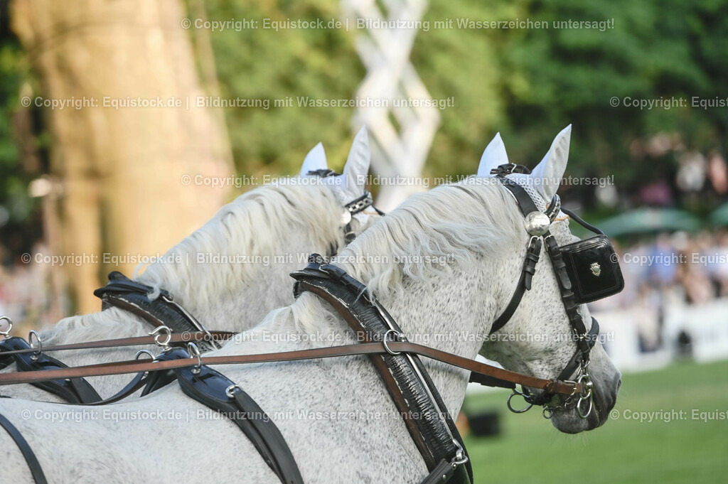 20230526_Pferdenacht_0220 | equistock