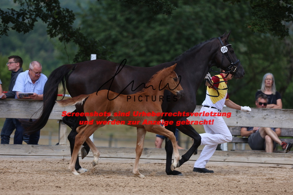 Fohlenschau_Schwäbisch_Hall_dressurbetonte_Fohlen_KN 4_2 | lmwpictures - Realisiert mit Pictrs.com