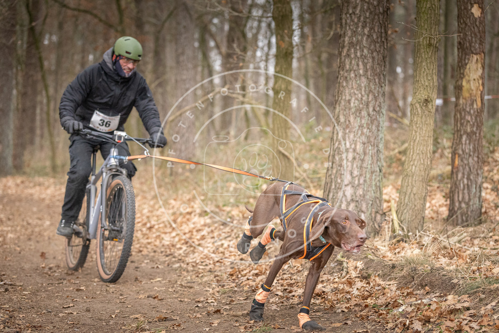 Pfotenfotografie_DV3A5521 | Hundefotografie, Tierfotograf, Pfotenfotografie, Fotoshooting Hund, Hunde Portrait, Hundesport, Hundeportraits, Heideshooting, Hunde, Sportfotograf, Hundefotograf, Turnierhundsport, THS,  - Realisiert mit Pictrs.com