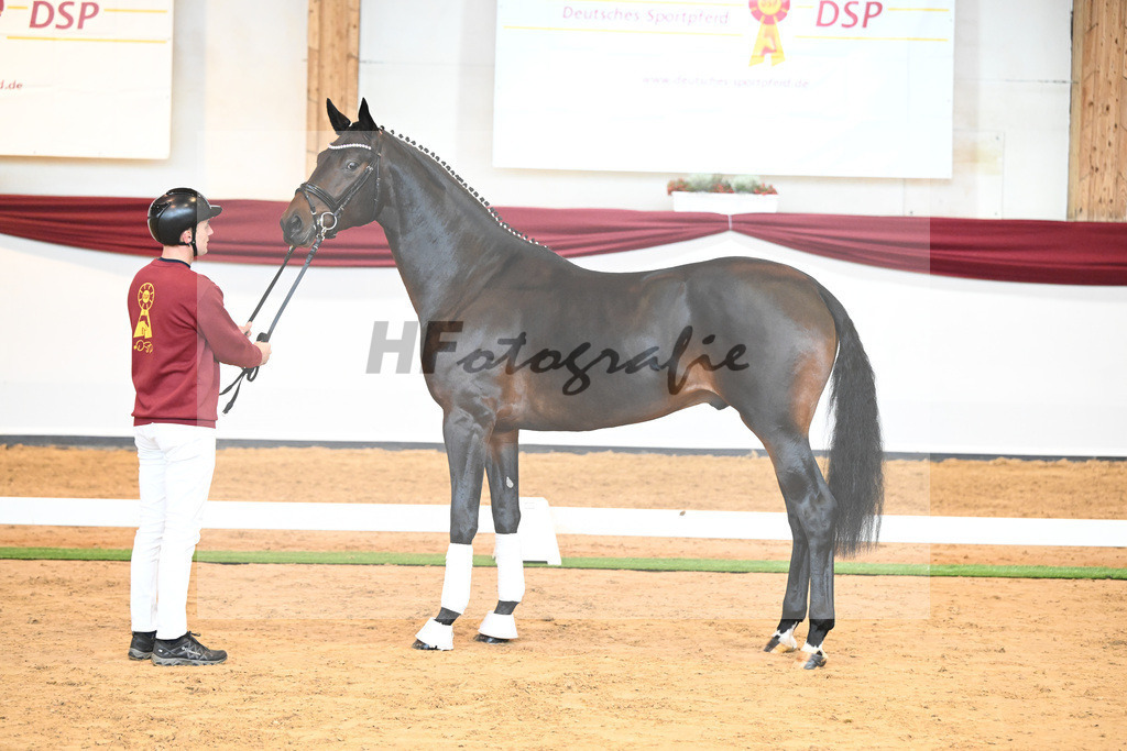 Kat-Nr. 17 v. Despacito_Gestuet Greim_66221752 | hf-fotografie - Realisiert mit Pictrs.com