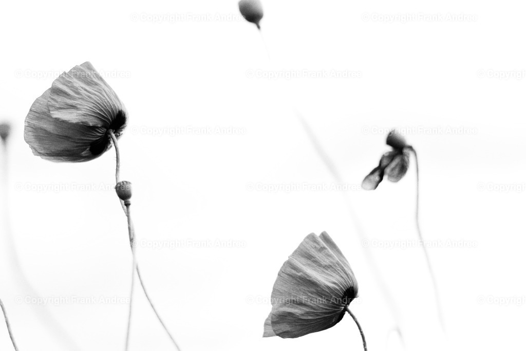 Mohnblumen im Wind | Mohnblüten tanzen im Wind. Minimalistische Naturfotografie in schwarz weiß. - Realisiert mit Pictrs.com