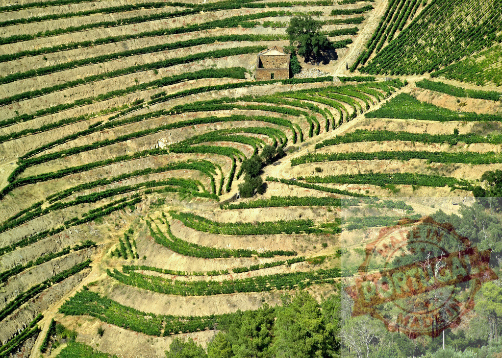 Douro Valley terraced vineyards creating agricultural landscape | Terraced vineyards stretching across hillside with a building in Douro Valley, Portugal - Realisiert mit Pictrs.com