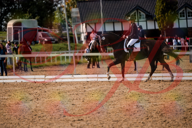 2026_10_03_Siefer-Hof_132400_Z63_86500906 | Professionelle Reitsport-, Turnier- und Eventfotografie von Robert Broda. Galerien mit ausgewählten und bearbeiteten Bildern direkt online ansehen und bestellen.