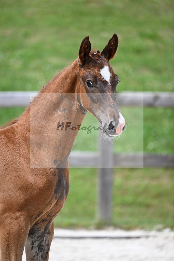 Kat-Nr. 19 Benicio x Feenkoenig XX_HF_Eder_15250517 | hf-fotografie - Realizzato con Pictrs.com