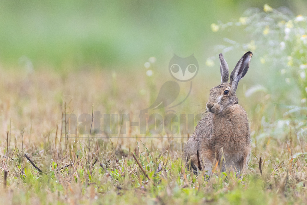 R7NF8287_20240508_20240508 | Der Feldhase, kurz auch Hase genannt, ist ein Säugetier aus der Familie der Hasen. Die Art besiedelt offene und halboffene Landschaften. Das natürliche Verbreitungsgebiet umfasst weite Teile der südwestlichen Paläarktis; durch zahlreiche Einbürgerungen kommt der Feldhase heute jedoch auf fast allen Kontinenten vor. - Realisiert mit Pictrs.com