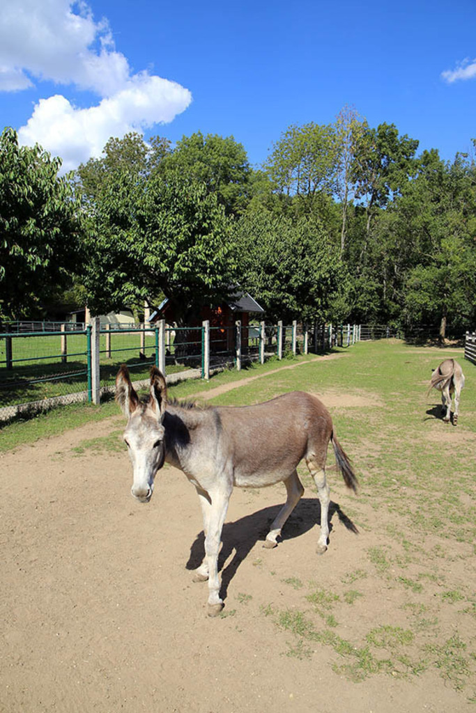Foto: Leipzig - Haustierfarm im Wildpark Leipzig | Das Team hinter BILDLEXIKON LEIPZIG bündelt historische wie aktuelle Informationen über die Stadt Leipzig in Text und Bild auf einer Plattform und stellt diese der interessierten Öffentlichkeit zur Verfügung.