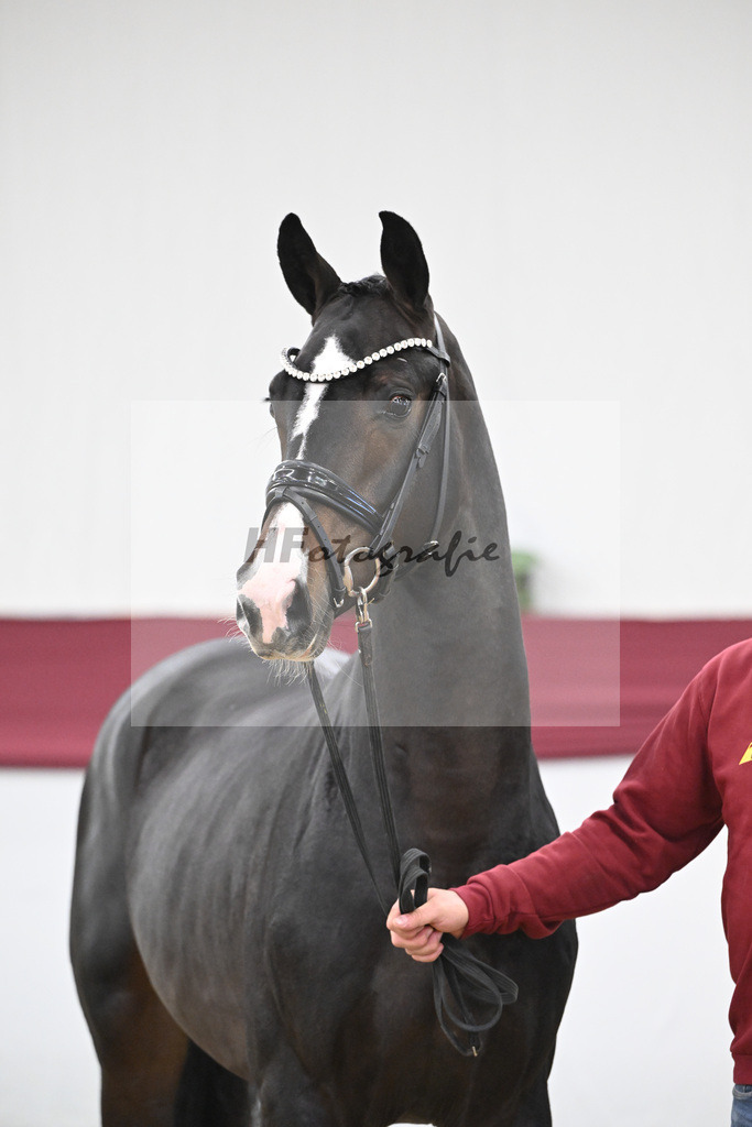 Kat-Nr. 33 Negro x Quaterback_Stefan Holtwiesche_47251117 | hf-fotografie - Realisiert mit Pictrs.com