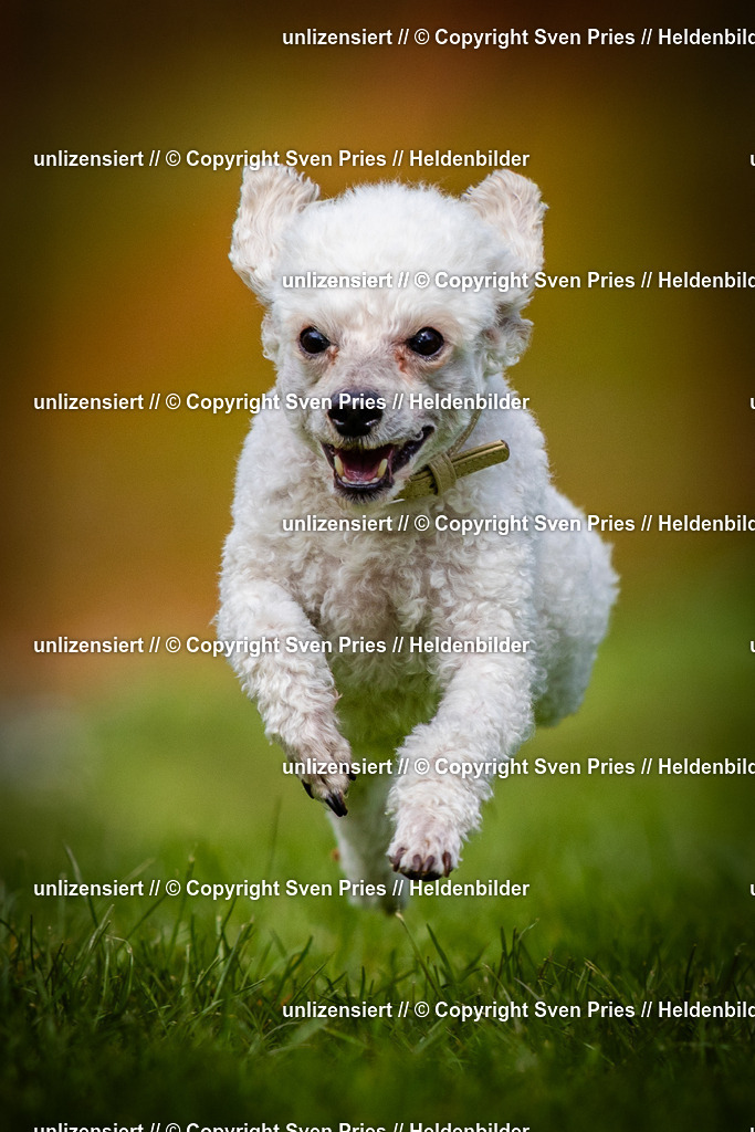 Sven Pries | 2025-04-13 - Hunderennen Baden-Baden - Realisiert mit Pictrs.com