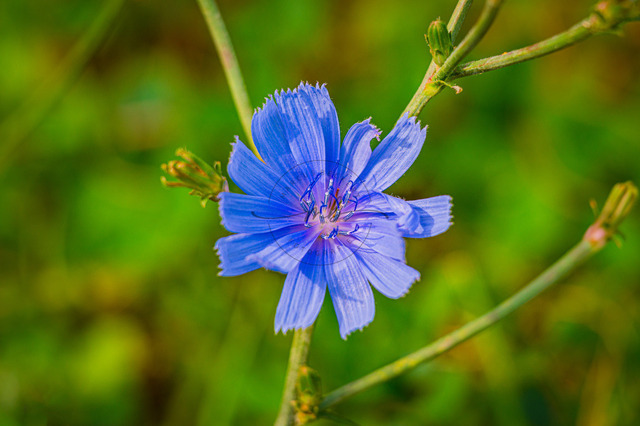 Blaue Blüte | Professionelle Natur- & Landschaftsfotos als Poster, auf Leinwand & viele mehr. Wähle aus einer Vielzahl an Formaten & Materialien Dein perfektes Bild. - Realisiert mit Pictrs.com