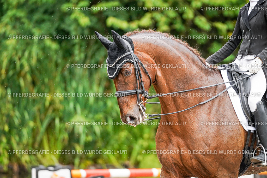 DSC09417 | Pferdegrafie