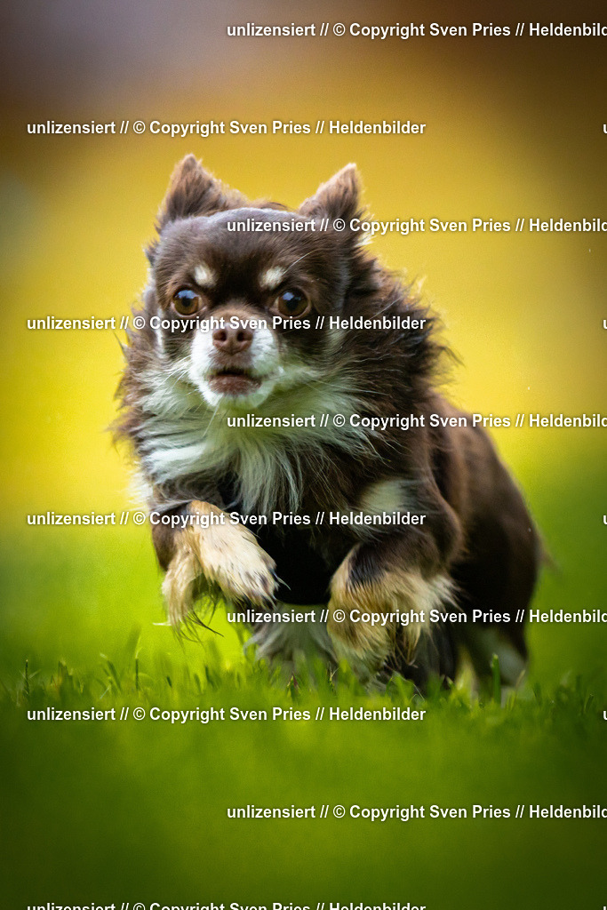 Sven Pries | 2025-09-21 - Hunderennen Baden-Oos - Realisiert mit Pictrs.com