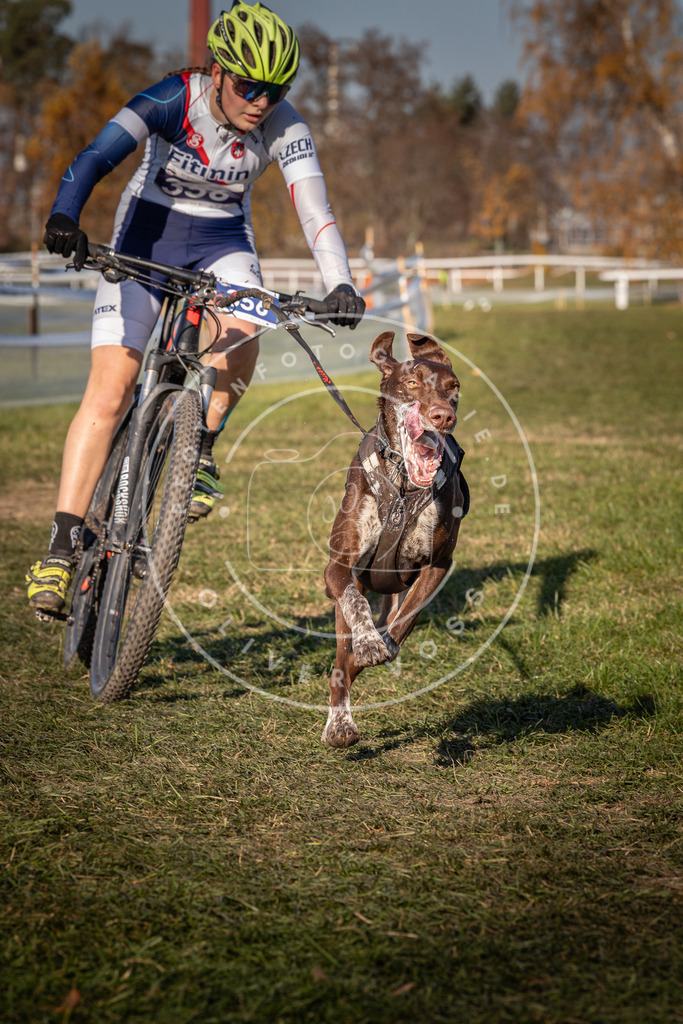 CaniXpix_0L8A6150 | Hundefotografie, Tierfotograf, Pfotenfotografie, Fotoshooting Hund, Hunde Portrait, Hundesport, Hundeportraits, Heideshooting, Hunde, Sportfotograf, Hundefotograf, Turnierhundsport, THS,  - Realisiert mit Pictrs.com
