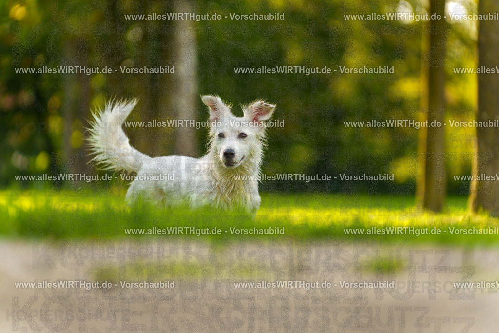 Hundeschwimmen_Grefrath_2026-allesWIRTHgut_Tierfotografie-15_41-7R509485 | Professionelle Tierfotografie in Mönchengladbach von Daniel Wirth (allesWIRTHgut). Liebevolle & natürliche Bilder von Hunden & Katzen für unvergessliche Erinnerungen.
